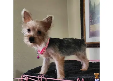 Roxy available Yorkshire Terrier puppy located in Modesto